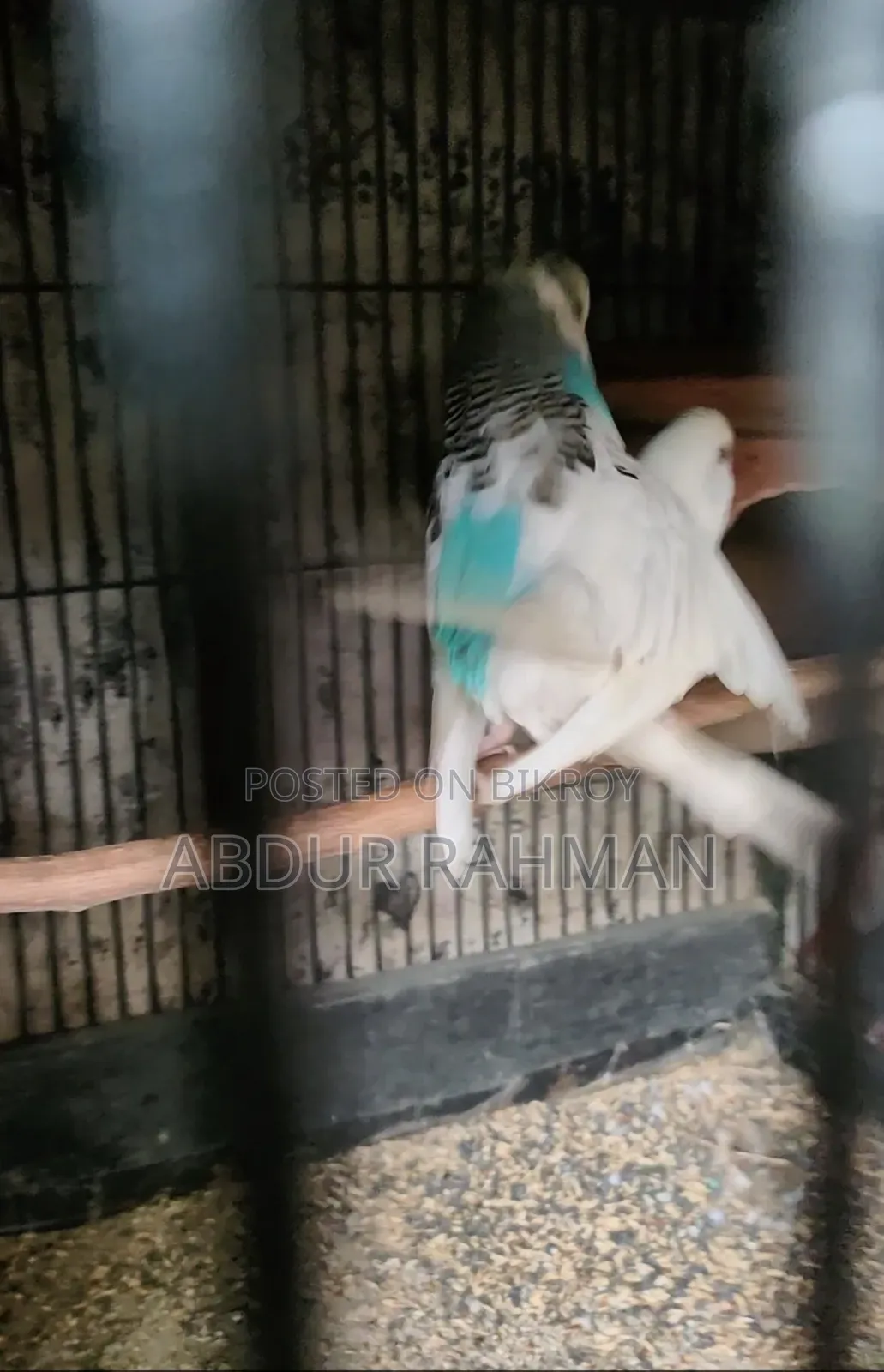 Breeding Paid Budgies Pair