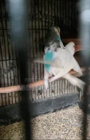 Breeding Paid Budgies Pair