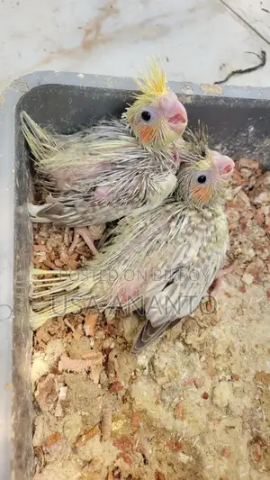 One pair of tamed cockatiel chicks for sale