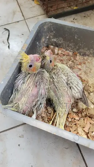 One pair of tamed cockatiel chicks for sale