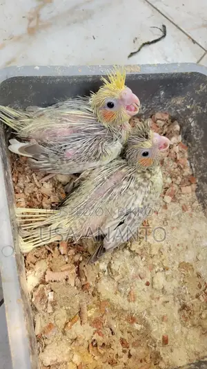One pair of tamed cockatiel chicks for sale