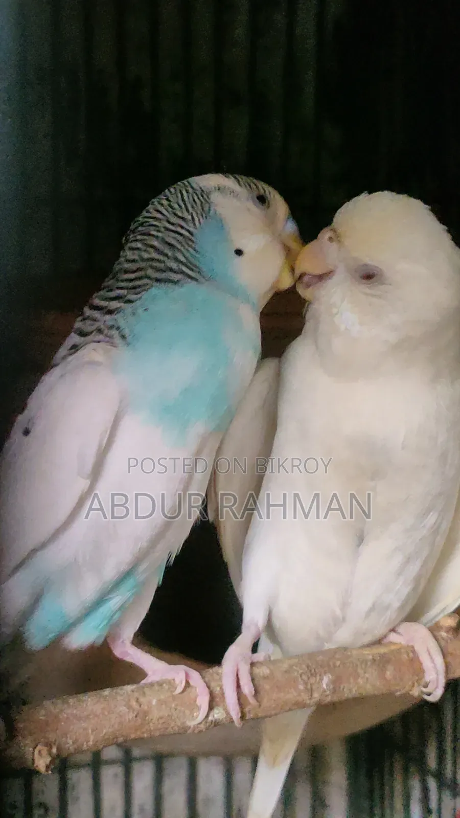 Breeding Paid Budgies Pair