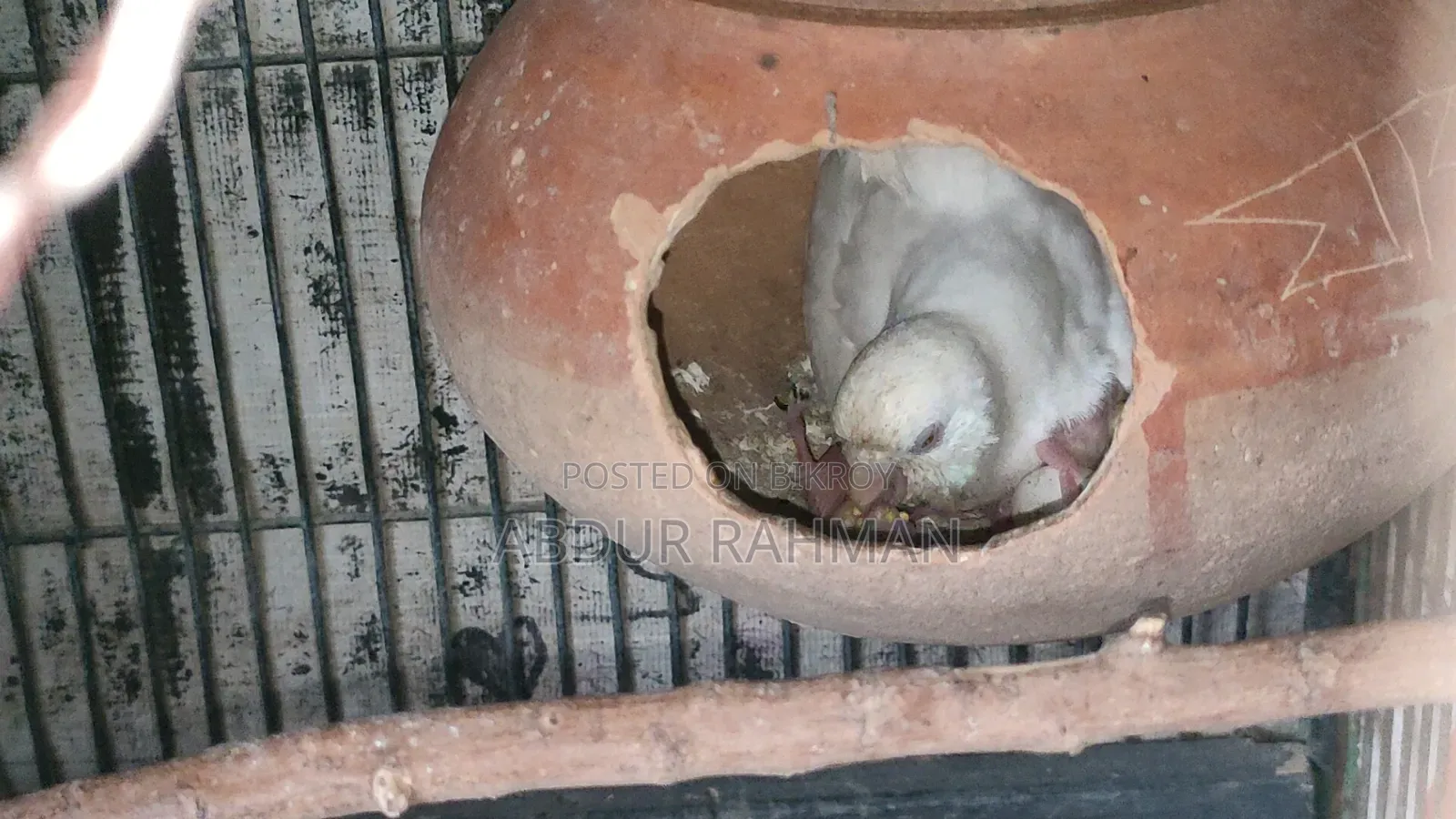 Breeding Paid Budgies Pair