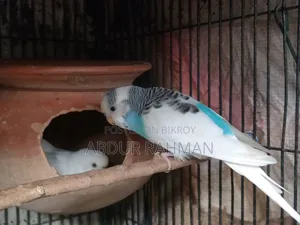 Breeding Paid Budgies Pair