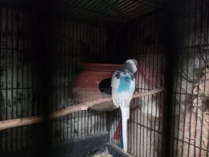 Breeding Paid Budgies Pair