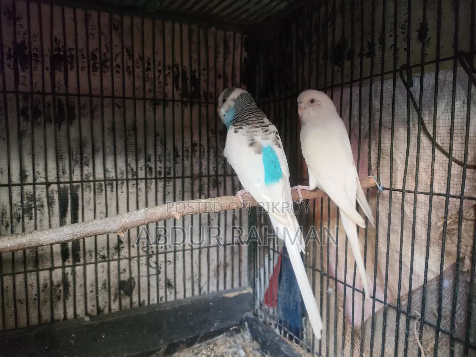 Breeding Paid Budgies Pair