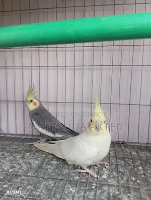 Cockatiel Bird