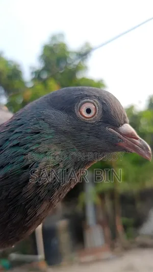 Wild Giribaj Female Pigeon