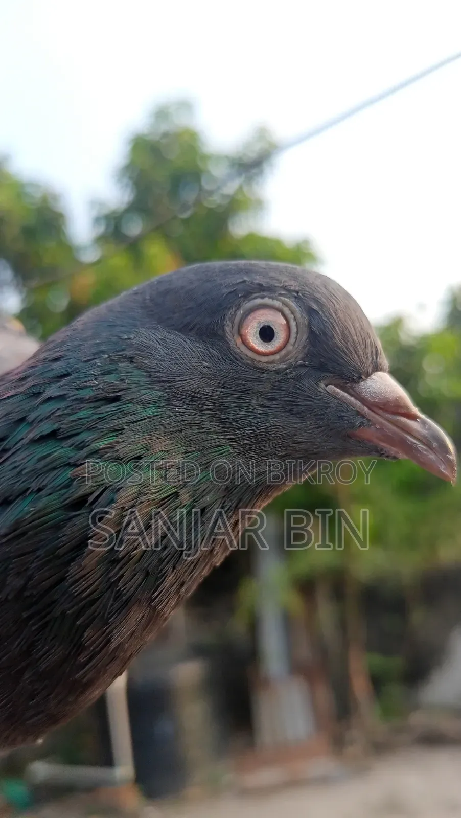 Wild Giribaj Female Pigeon