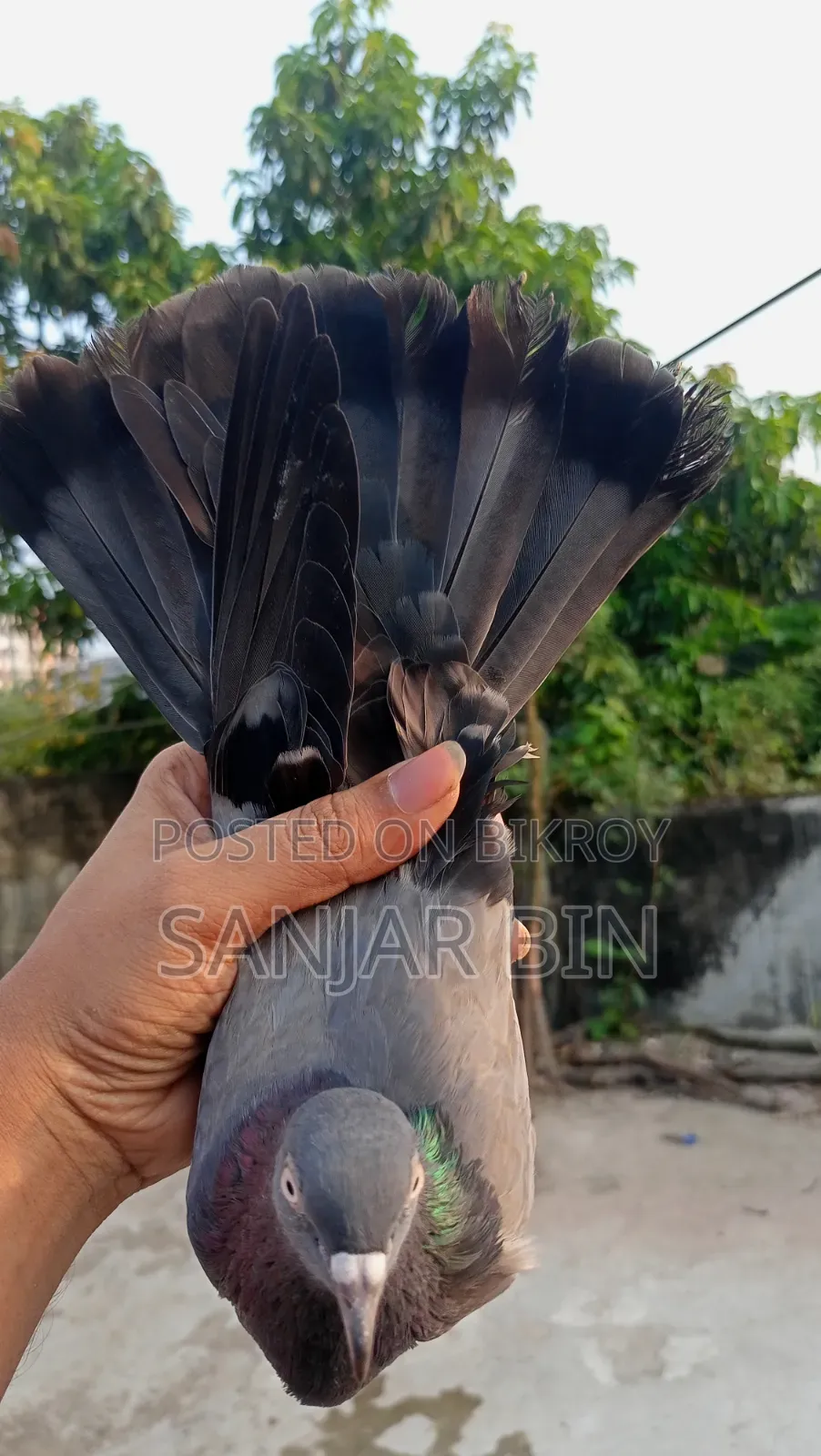 Wild Giribaj Female Pigeon
