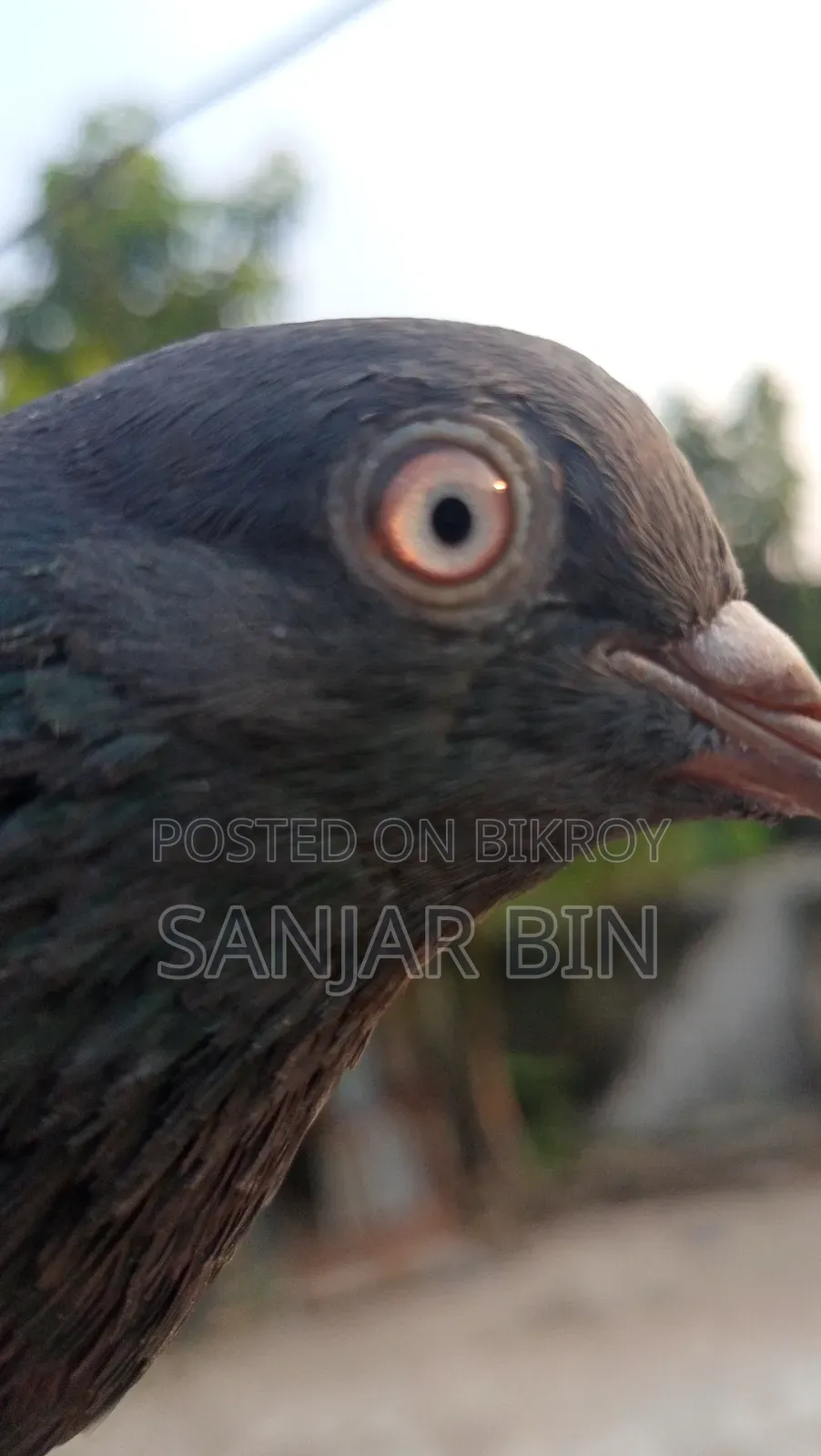 Wild Giribaj Female Pigeon
