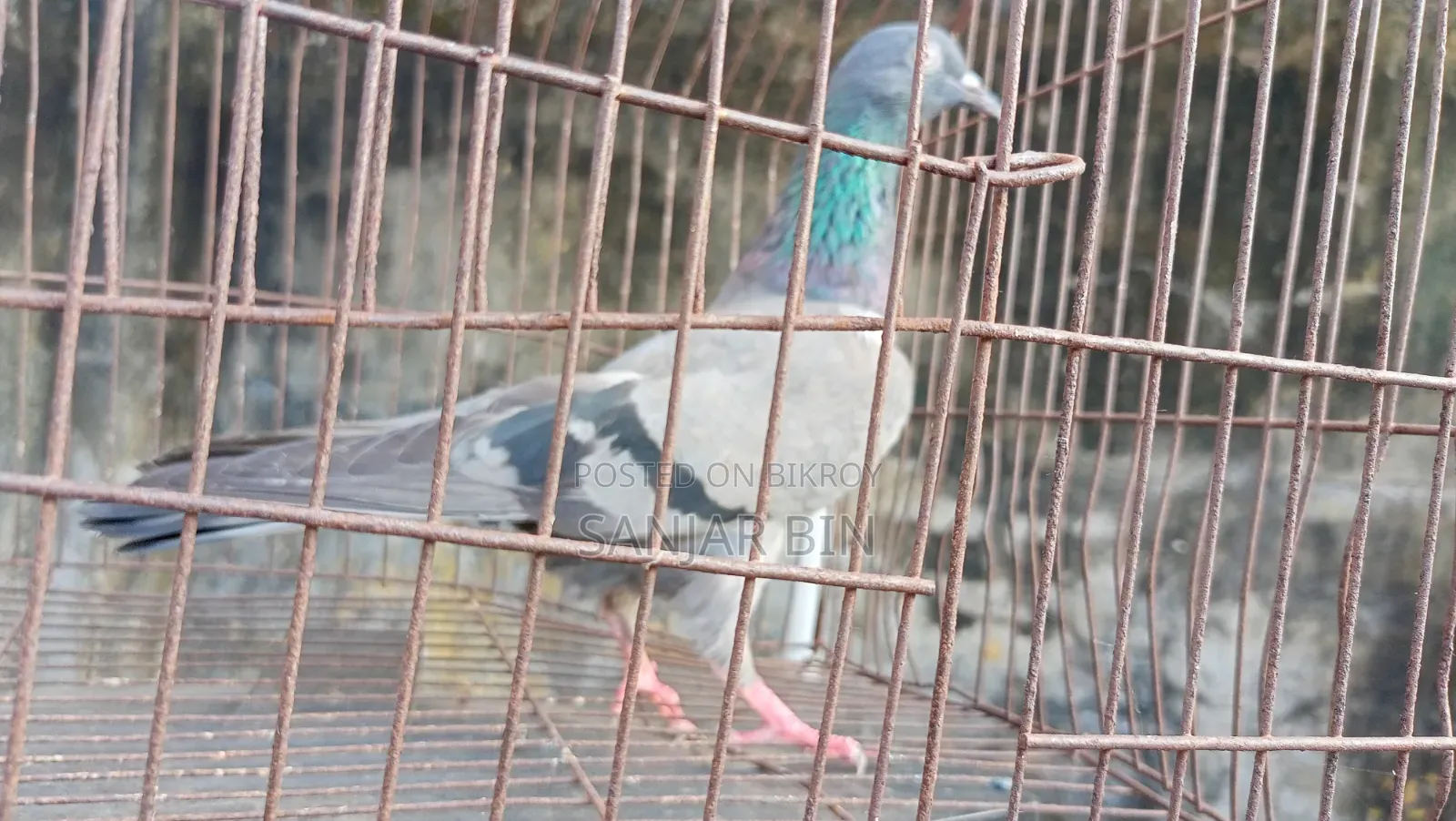 Wild Giribaj Female Pigeon