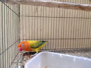 2 Lovebirds and 1 Cockatiel