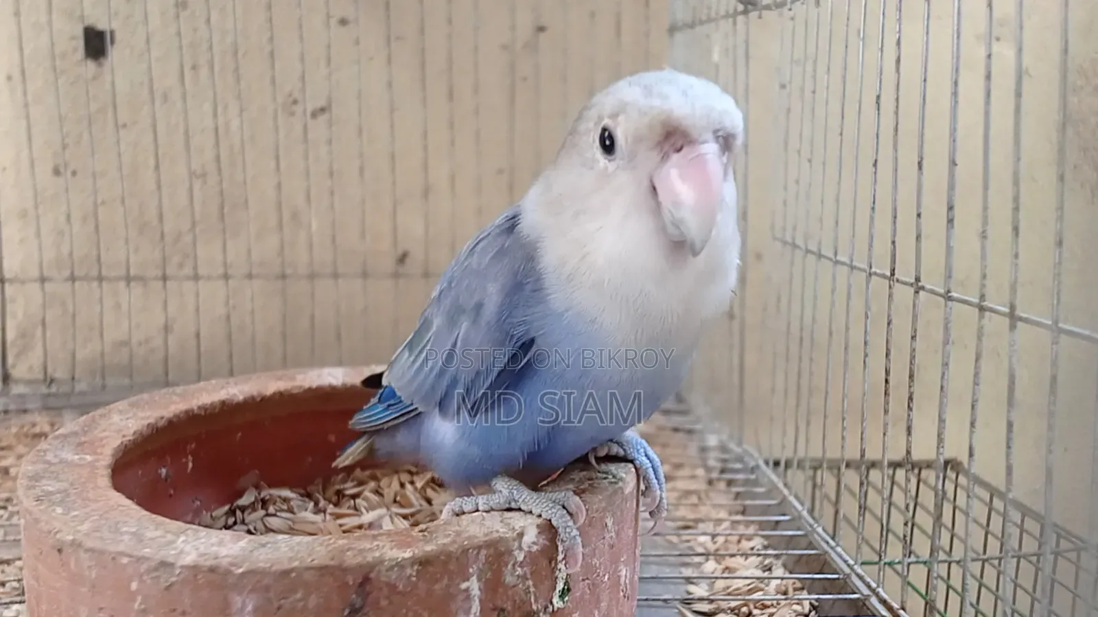 2 Lovebirds and 1 Cockatiel