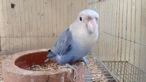 2 Lovebirds and 1 Cockatiel