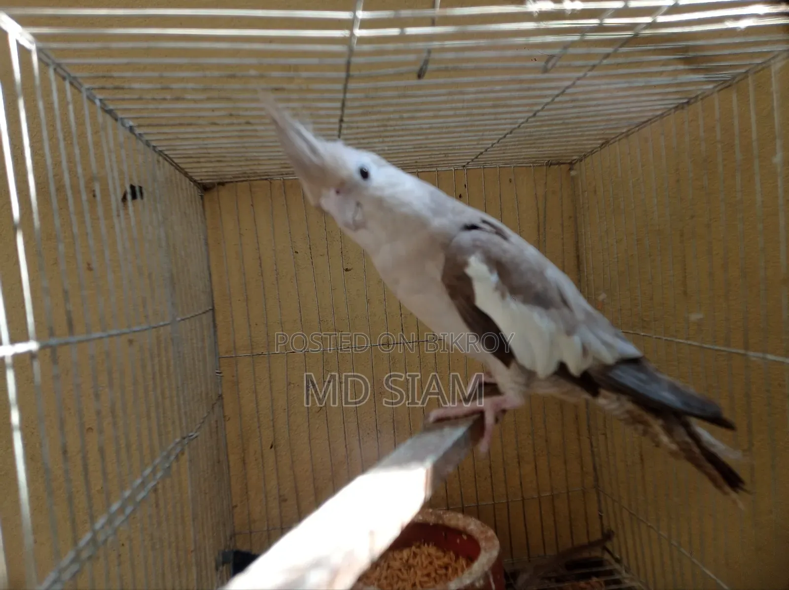 2 Lovebirds and 1 Cockatiel