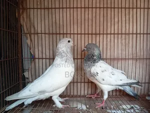 ভালো কিছু কবুতর