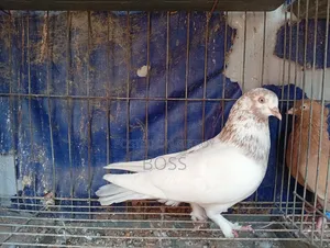 ভালো কিছু কবুতর