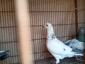 ভালো কিছু কবুতর