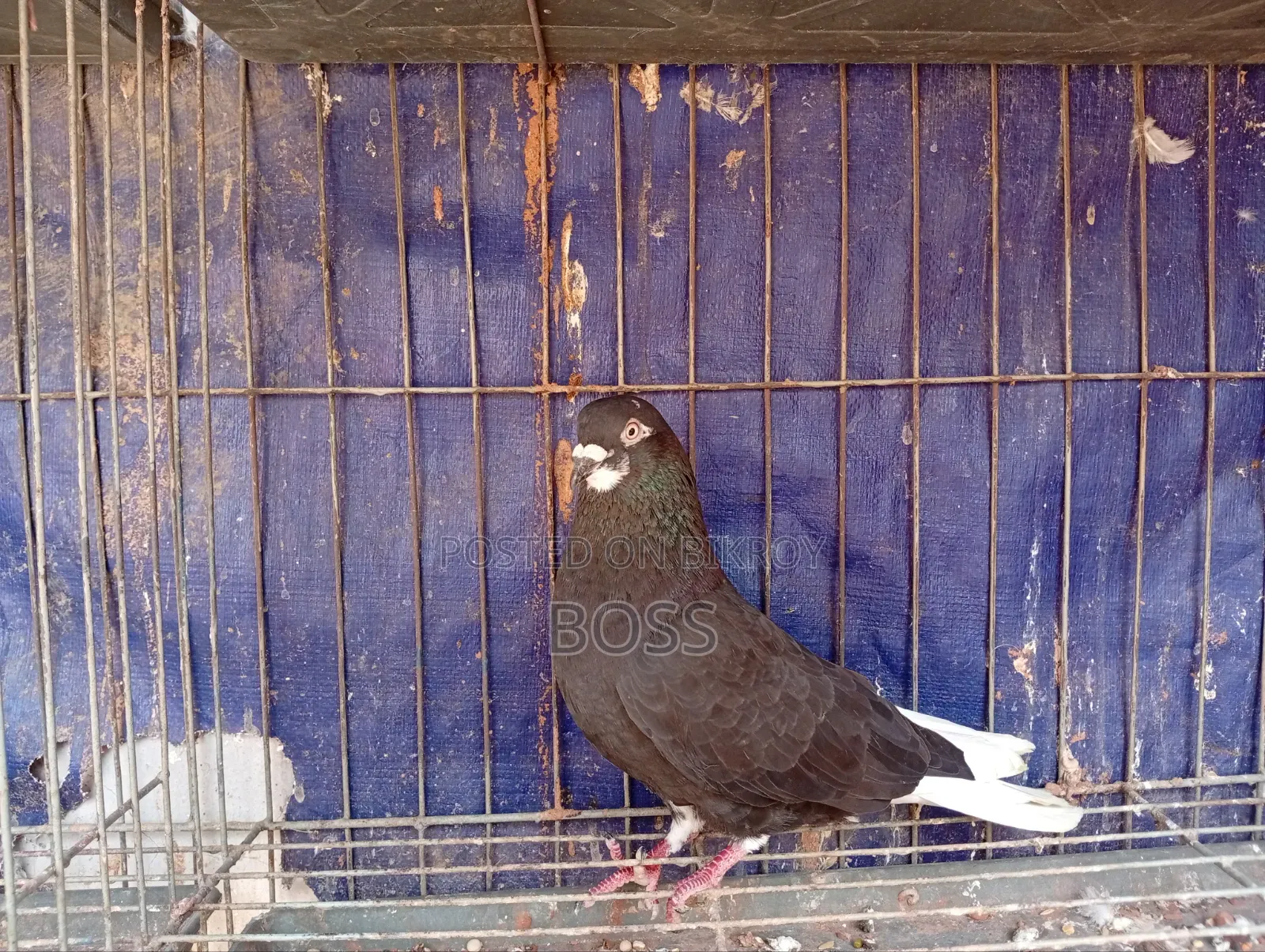 ভালো কিছু কবুতর