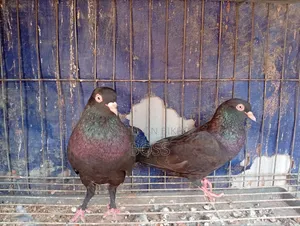 ভালো কিছু কবুতর