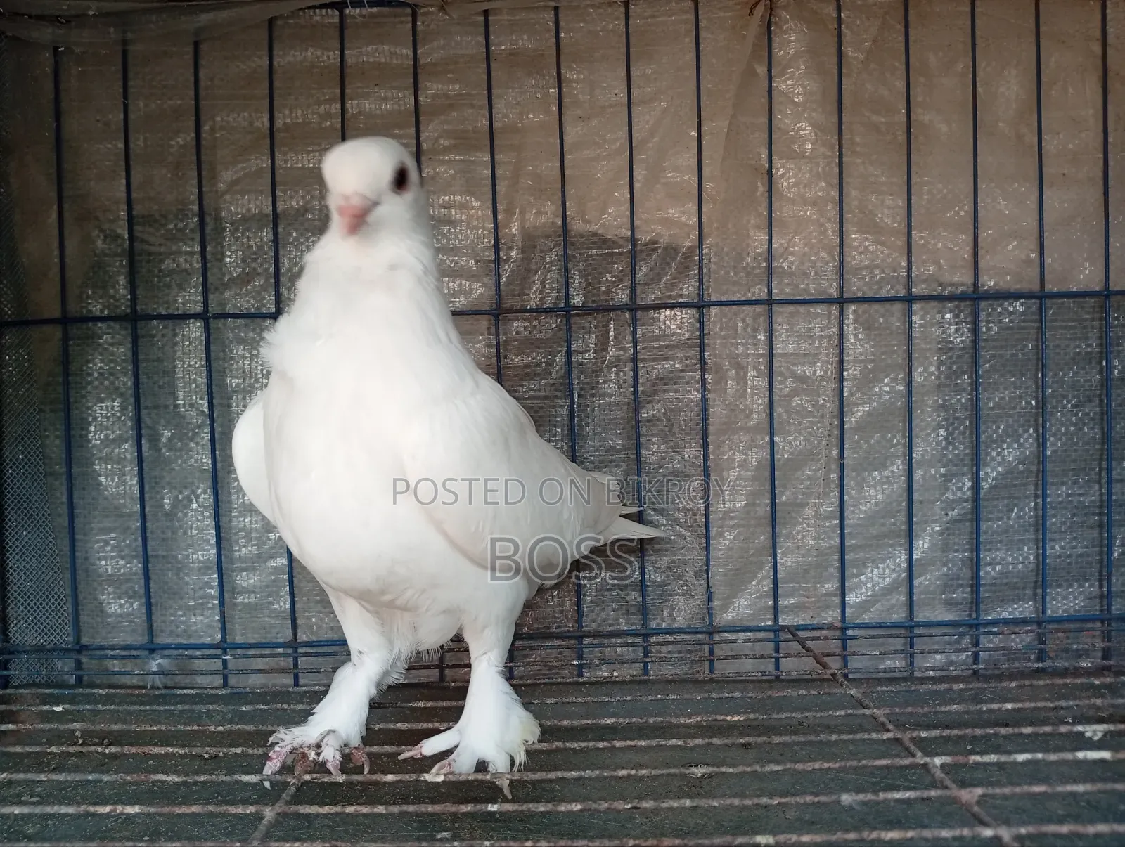 ভালো কিছু কবুতর