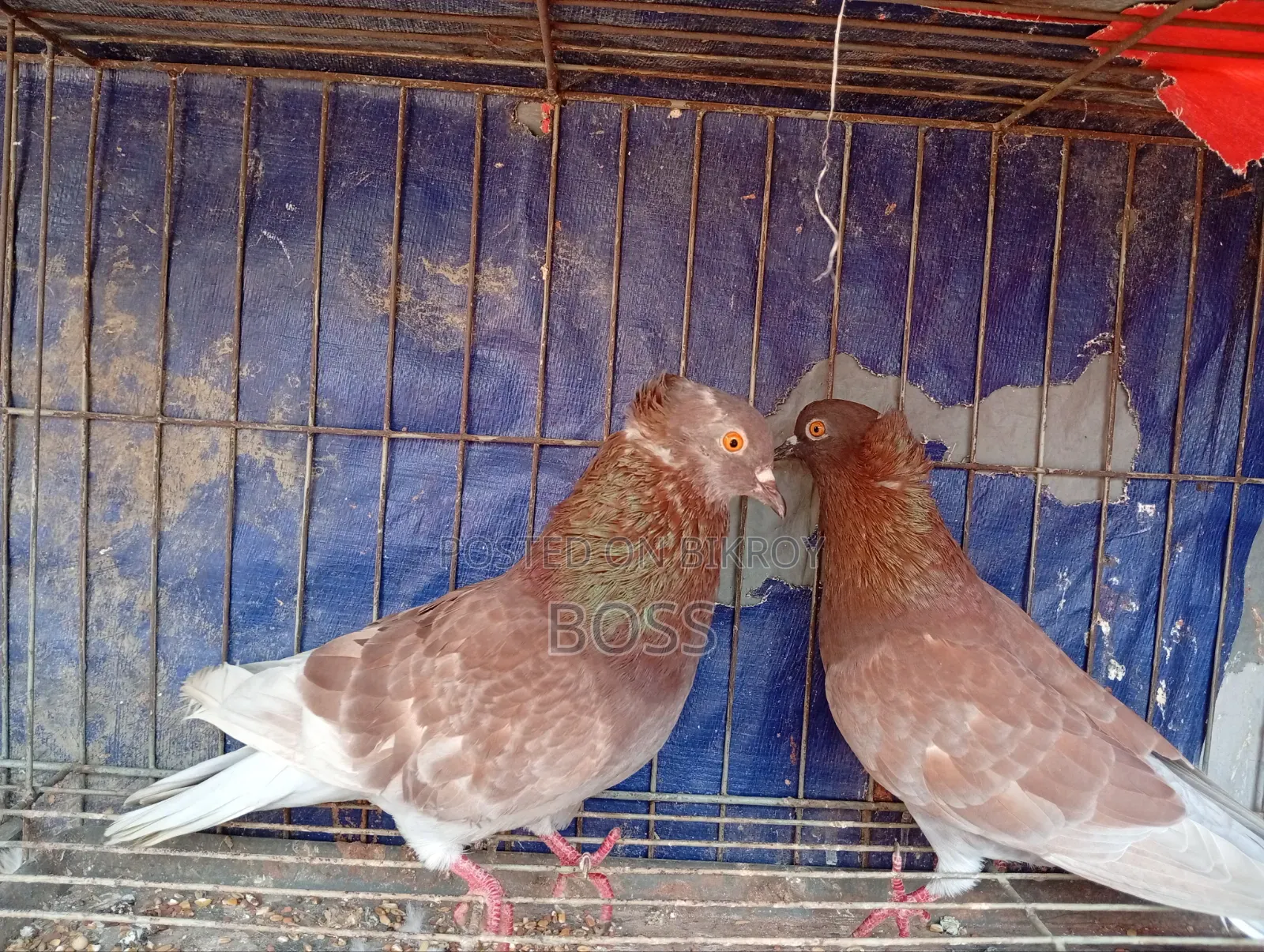 ভালো কিছু কবুতর