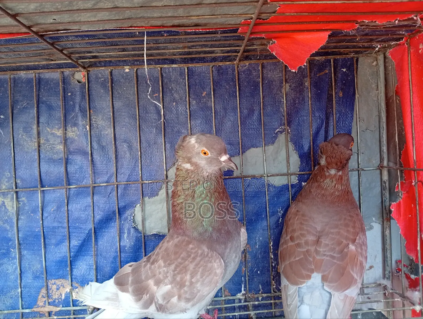 ভালো কিছু কবুতর