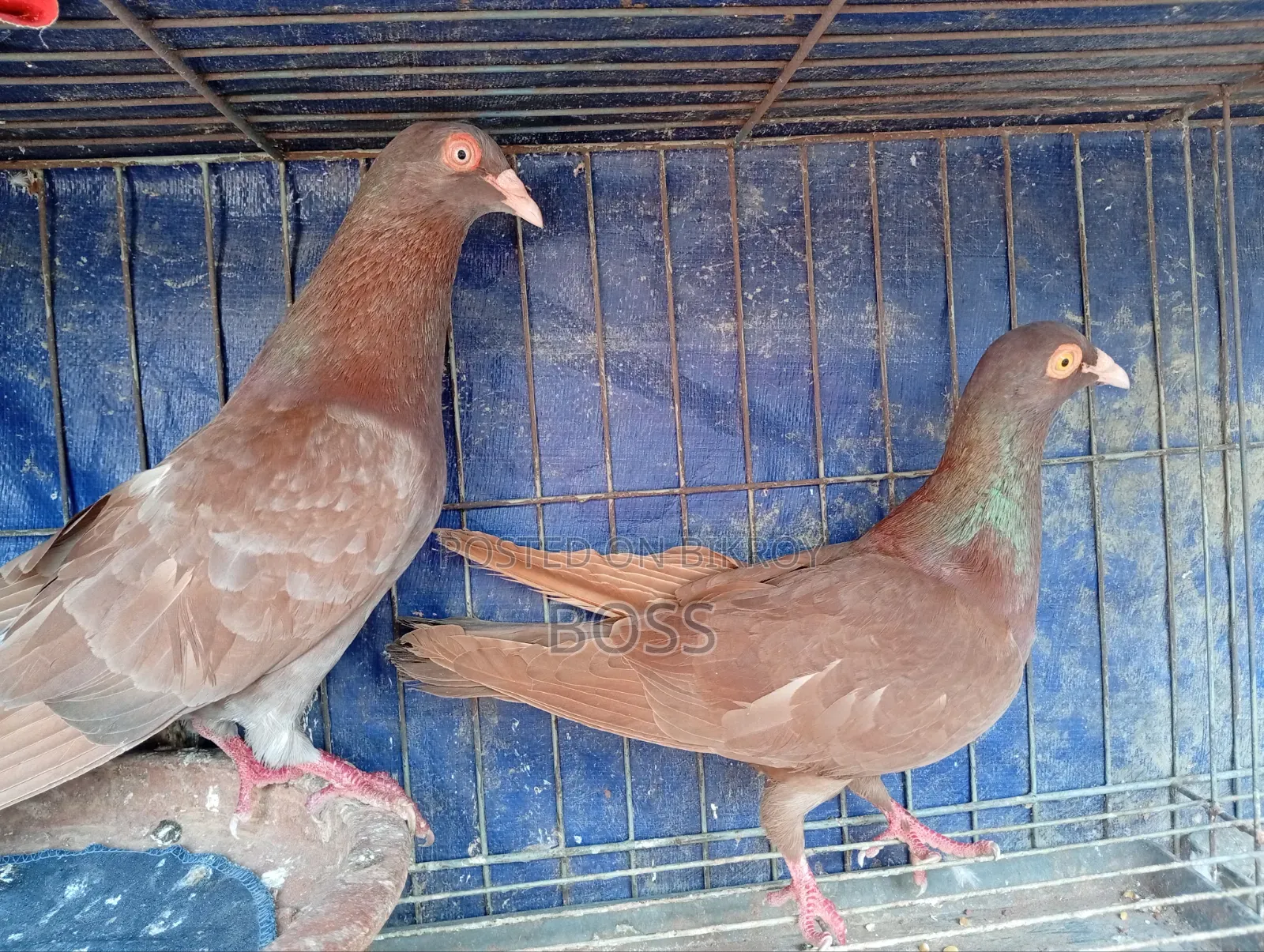 ভালো কিছু কবুতর