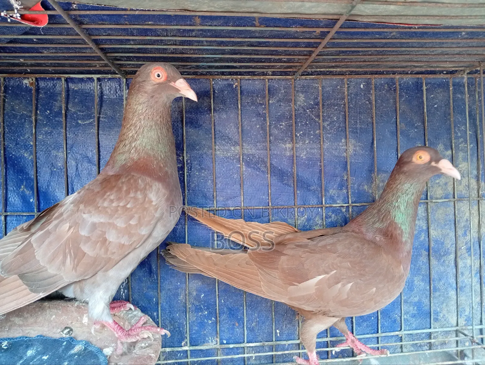 ভালো কিছু কবুতর