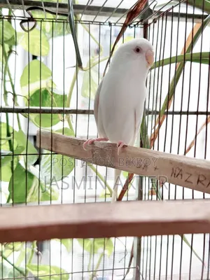 Budgerigar Bird