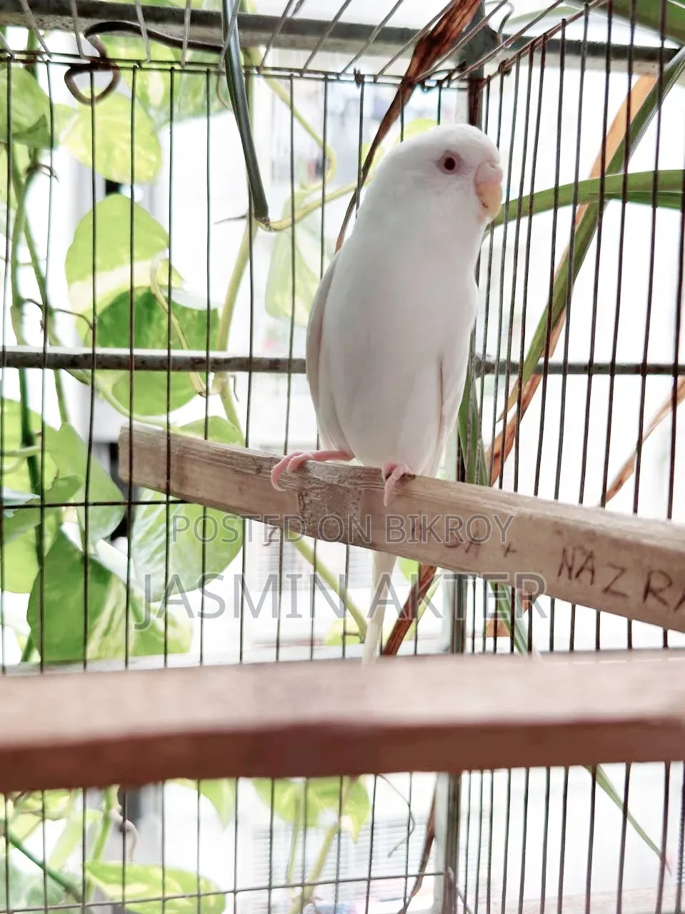 Budgerigar Bird