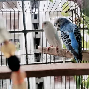 Budgerigar Bird