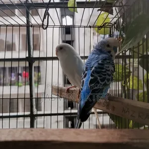 Budgerigar Bird