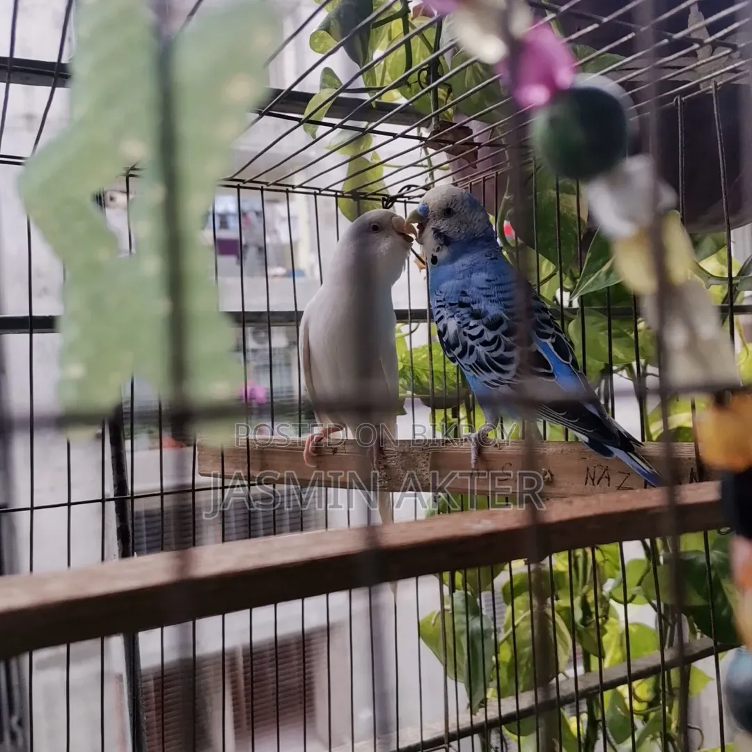 Budgerigar Bird