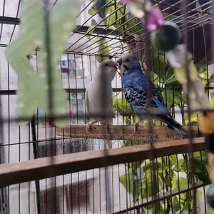 Budgerigar Bird