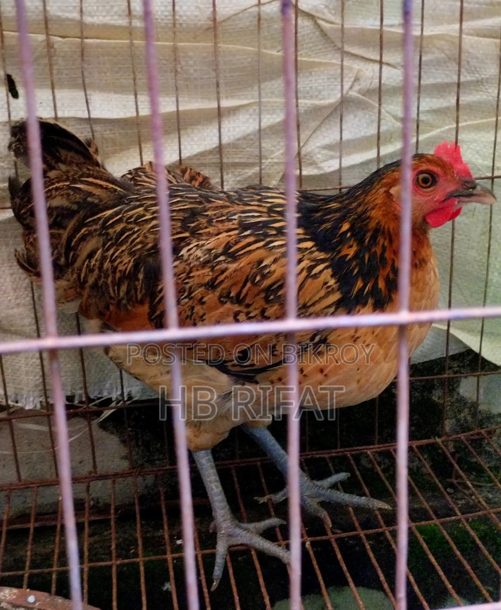 Deshi Chicken