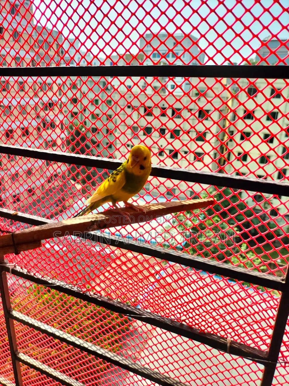 Adult Female Bujjiger