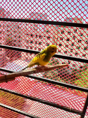 Adult Female Bujjiger