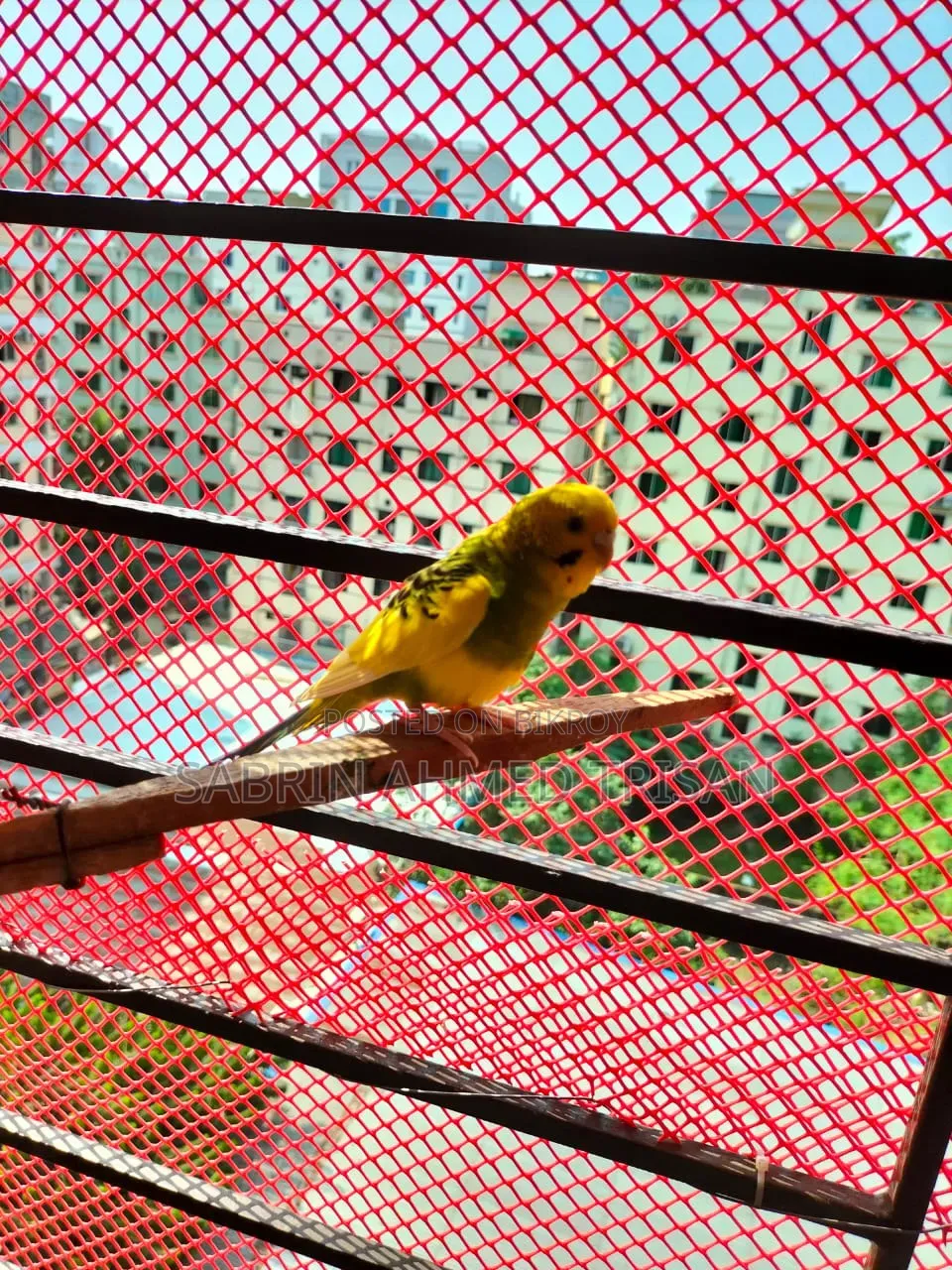 Adult Female Bujjiger