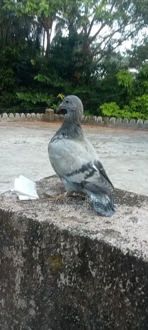Racer Pigeon