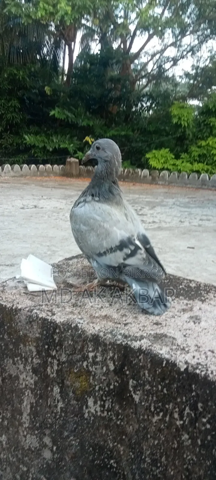 Racer Pigeon