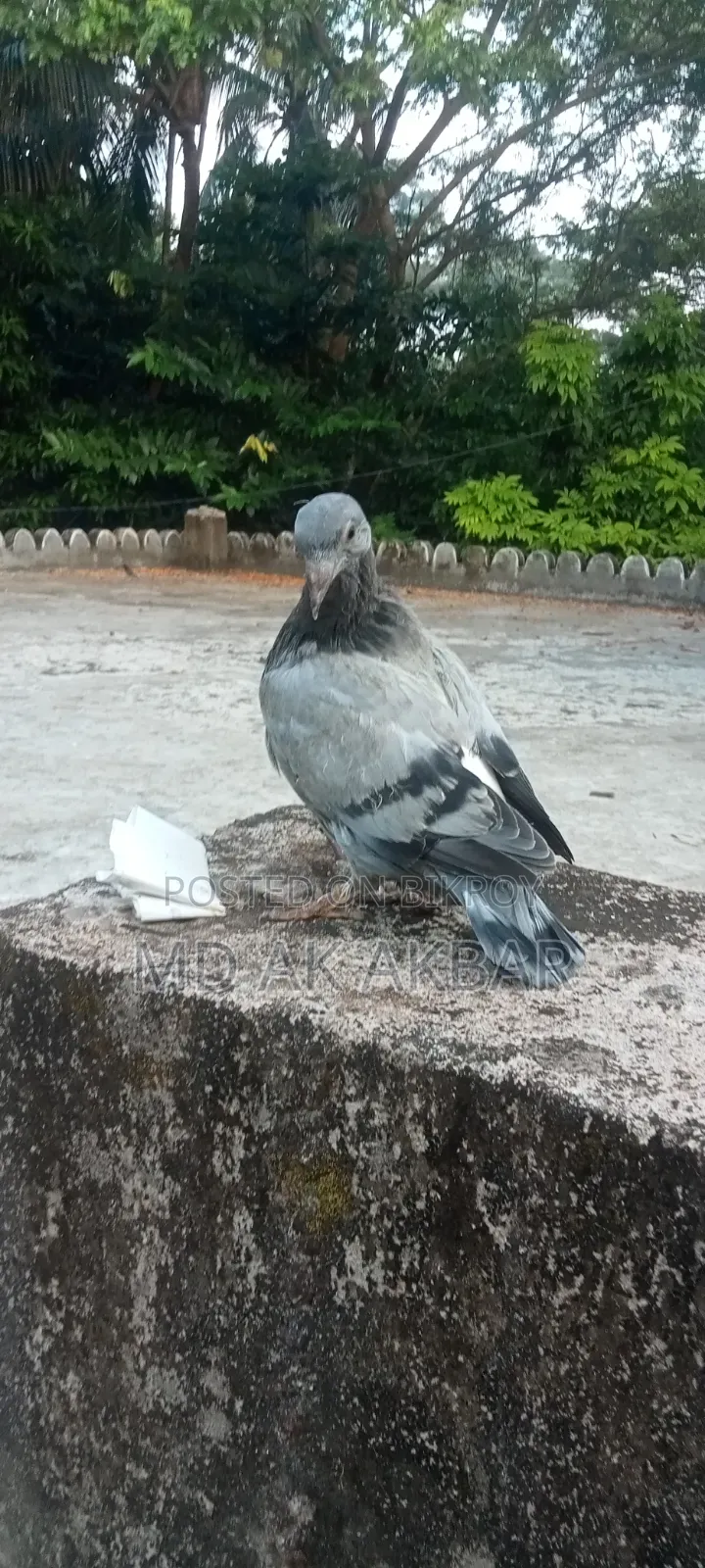 Racer Pigeon