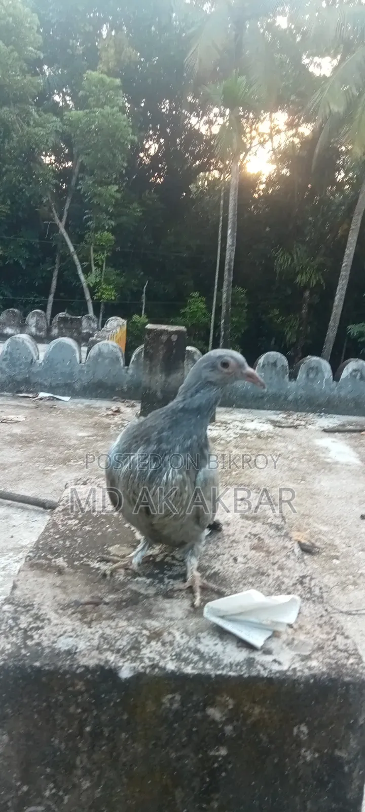 Racer Pigeon