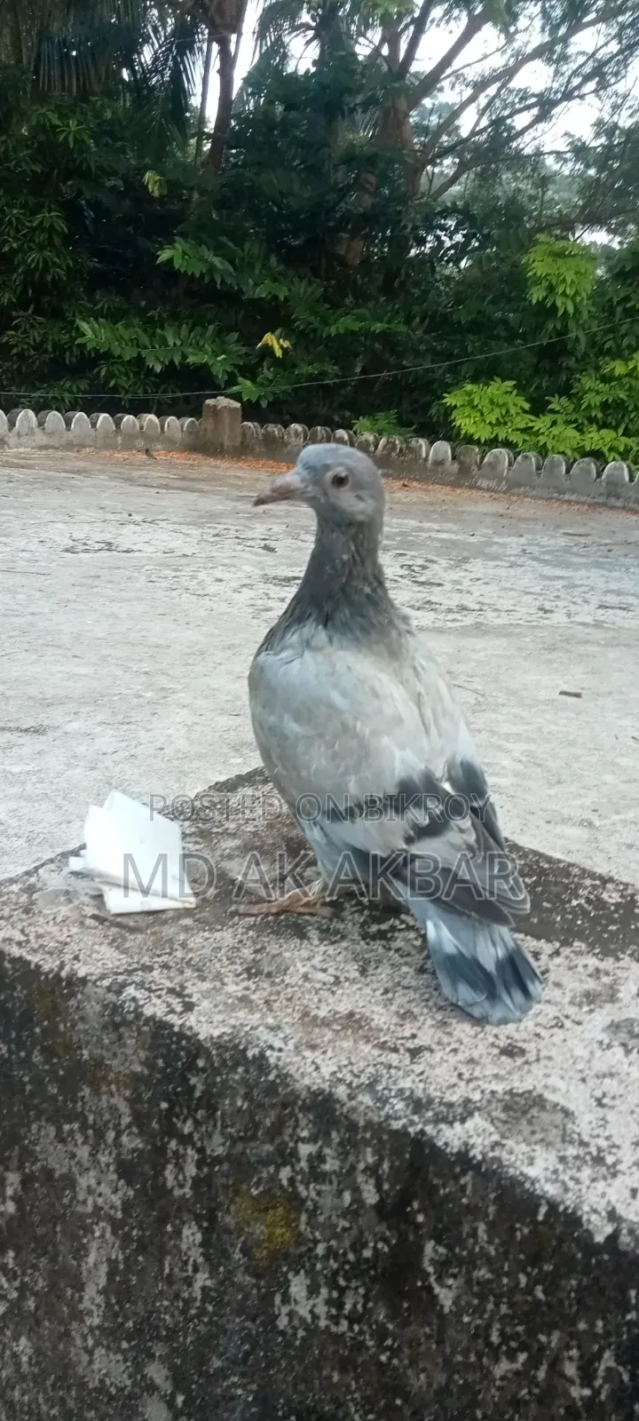 Racer Pigeon