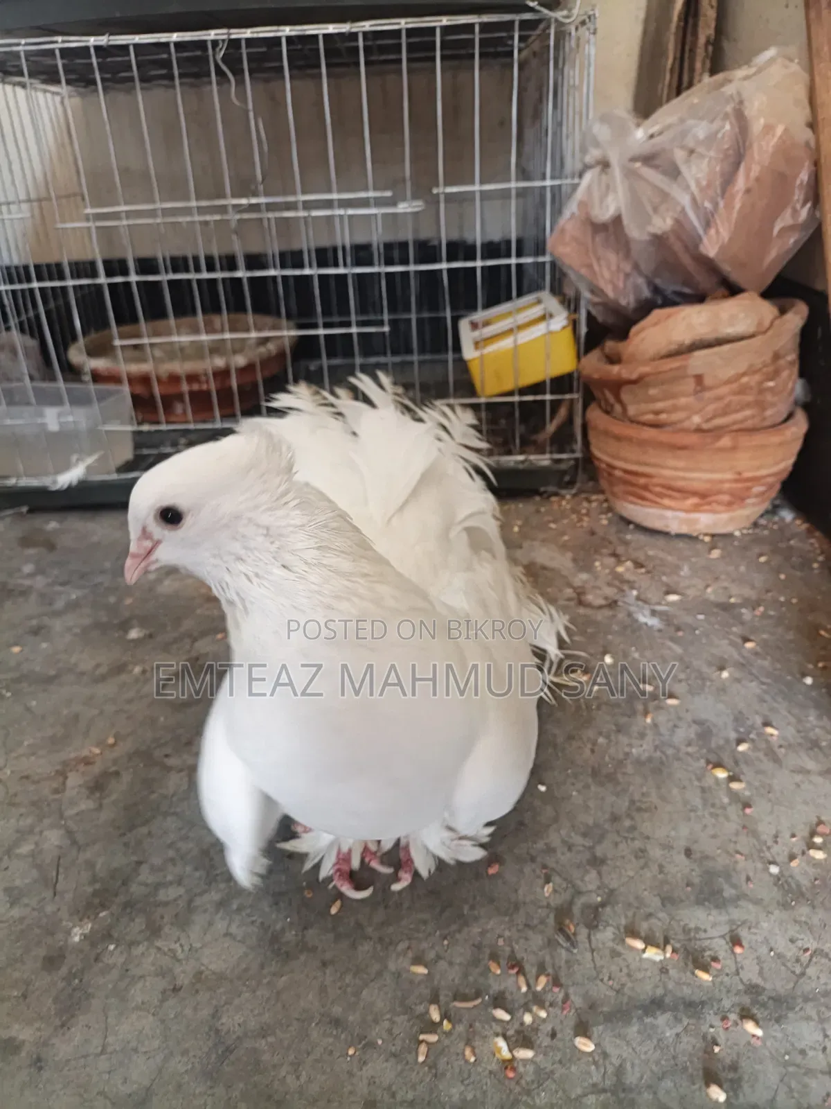 Original Male Lakha Pigeon