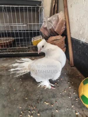 Original Male Lakha Pigeon