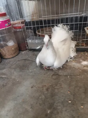 Original Male Lakha Pigeon
