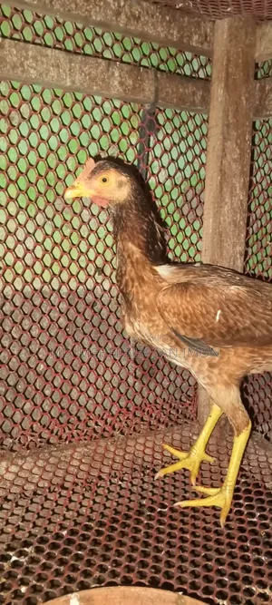 Bantam Chicken