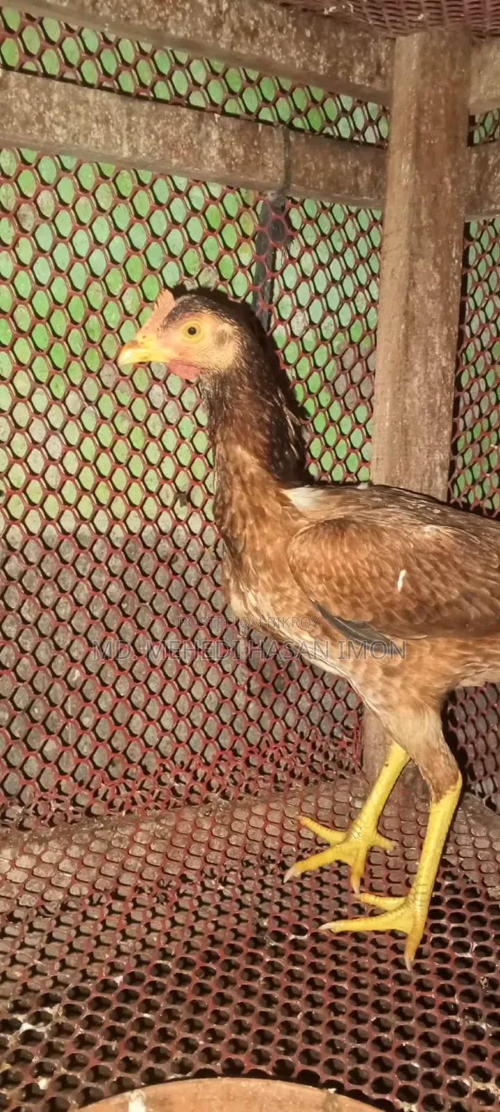 Bantam Chicken